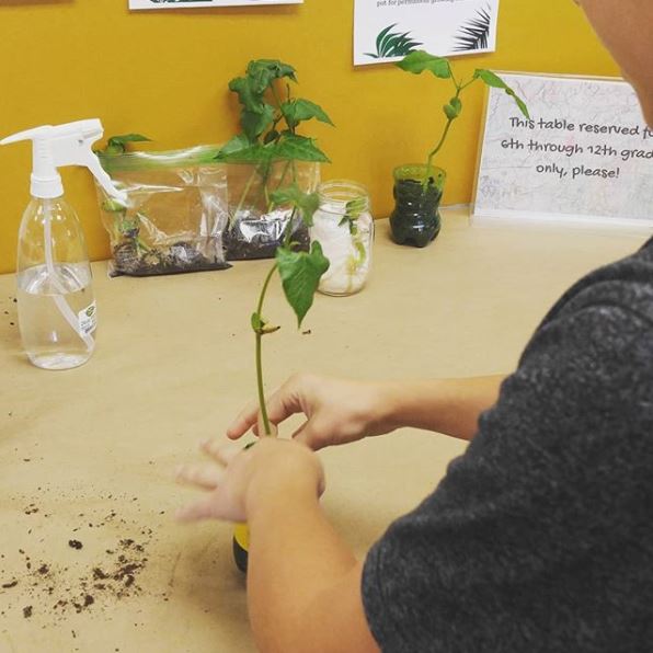 A teen carefully packing a plant into soil.