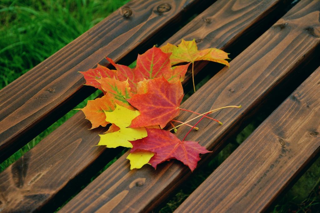 Leaves on a bench.