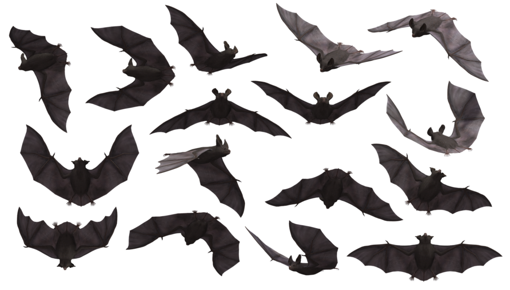 A bat in various stages of flight.