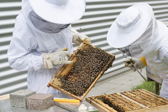 Two beekeepers handling a comb.